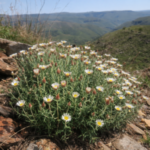 Helichrysum reflexum - White Everlasting - 5 Seed Pack