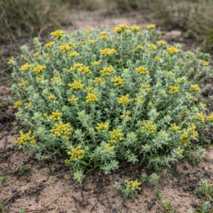 Helichrysum refractum - 5 Seed Pack