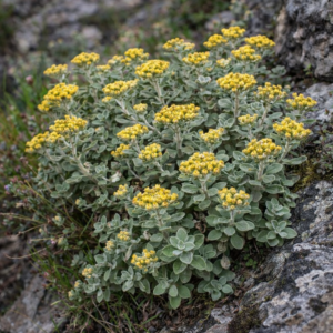 Helichrysum rotundatum (Eriosphaera coriacea) - 5 Seed Pack