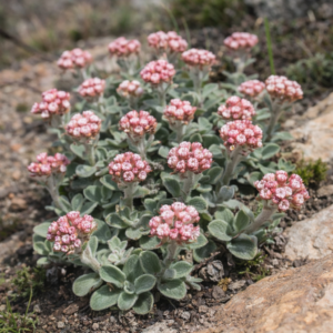 Helichrysum rotundifolium - Roundleaf Everlasting - 5 Seed Pack