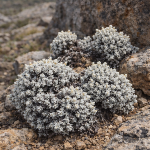 Helichrysum saxicola - Swartberg Everlasting; Swartberg-Kooigoed - 5 Seed Pack