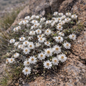 Helichrysum scitulum - 5 Seed Pack