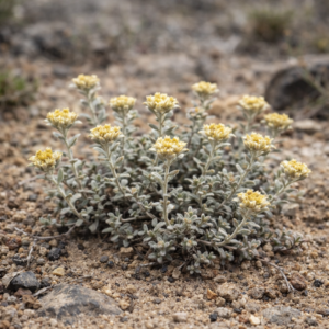 Helichrysum solitarium - 5 Seed Pack