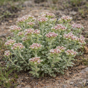 Helichrysum spiralepis - Spiral Everlasting - 5 Seed Pack