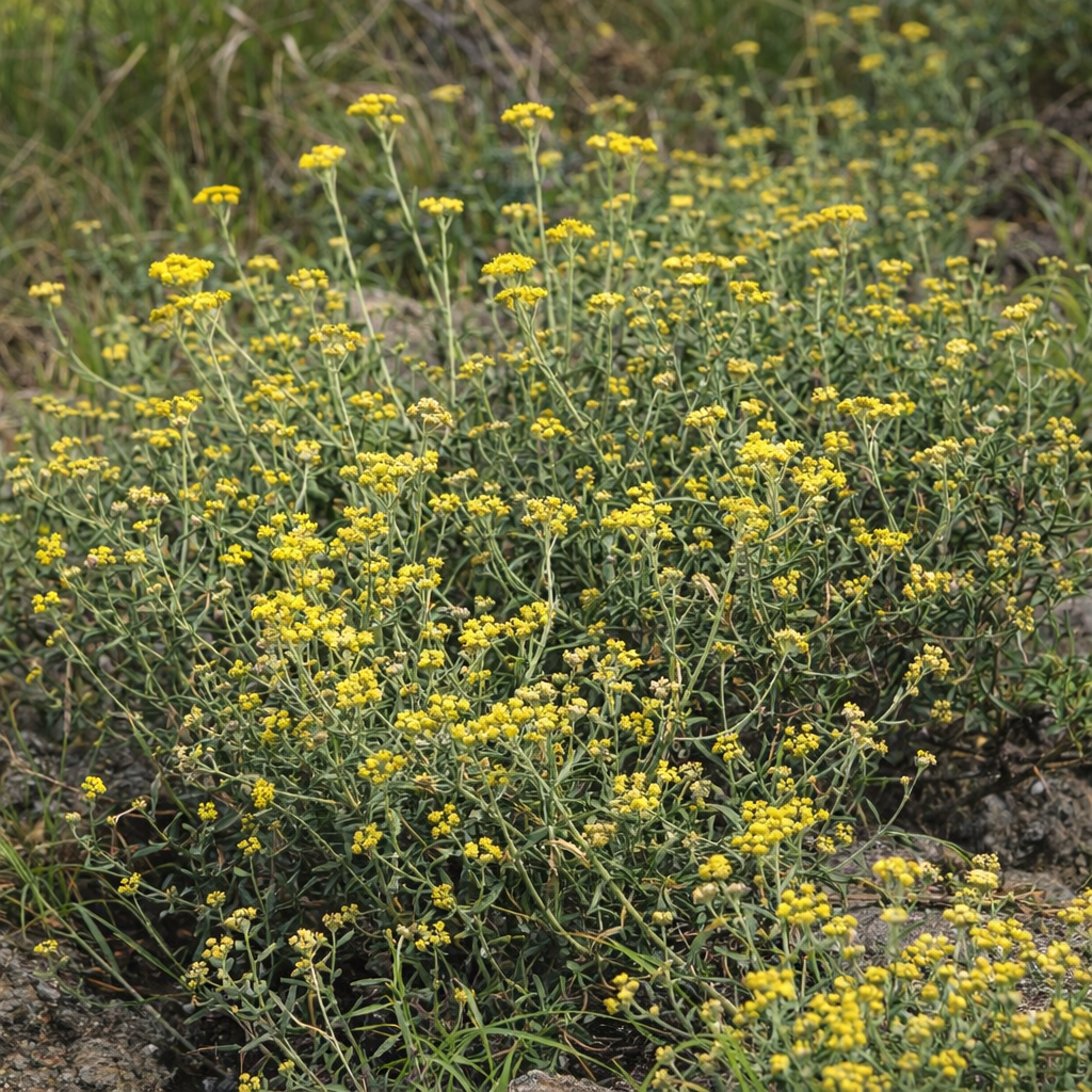 Helichrysum stenopterum - Imphepho; Kliptee - 5 Seed Pack