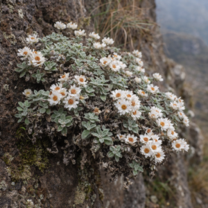 Helichrysum sutherlandii - Mollepelle Everlasting - 5 Seed Pack