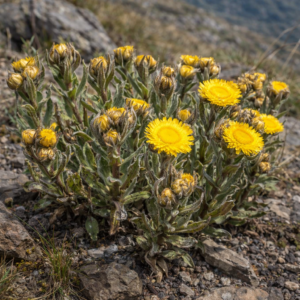 Helichrysum tenax var. tenax - Giant Sticky Everlasting; Klewerig Reusesewejaartjie - 5 Seed Pack