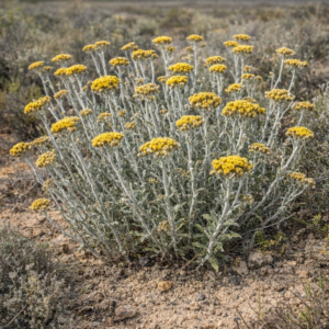 Helichrysum tricostatum - West Coast Everlasting; Khoekhoenskooigoed - 5 Seed Pack