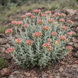 Helichrysum uninervium - 5 Seed Pack