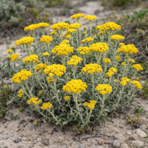 Helichrysum versicolor - Eastern Gold Cudweed - 5 Seed Pack