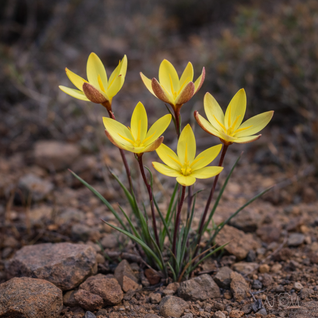 Hesperantha acuta subsp. tugwelliae (Hesperantha tugwelliae) - 5 Seed Pack