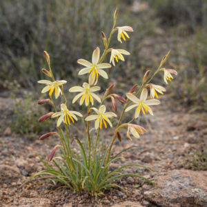 Hesperantha radiata subsp. caricina (Hesperantha angustifoliax) - 5 Seed Pack