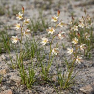 Hesperantha spicata subsp. graminifolia (Hesperantha graminifolia) - 5 Seed Pack