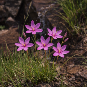 Hesperantha woodii (Hesperantha galpinii) - 5 Seed Pack