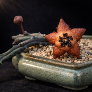 Orbea longii (Stapelia longii) - 3 Seed Pack