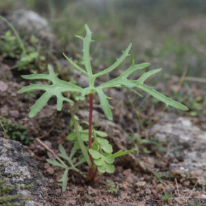 Crassula alcicornis - Antler Crassula, Dasklip Stonecrop, Antler-leaf Crassula - 10 Seed Pack