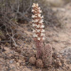 Crassula alpestris ssp. massonii (Crassula massonii) - 10 Seed Pack