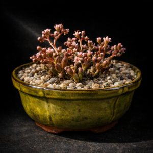 Crassula aphylla (Rhopalota aphylla) - Vernal Pool Stonecrop - 10 Seed Pack