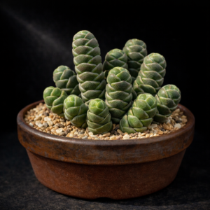 Crassula barklyi - Bandaged Finger; Seervingerplakkie - 10 Seed Pack