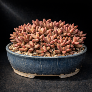 Crassula brevifolia ssp. psammophila - 10 Seed Pack