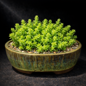 Crassula campestris (Sedum campestre) - 10 Seed Pack