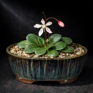 Crassula capensis var. albertiniae (Crassula albertiniae) - 10 Seed Pack