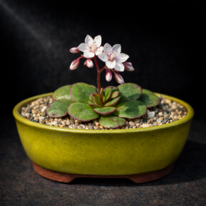 Crassula capensis var. capensis (Crassula globifera) - 10 Seed Pack