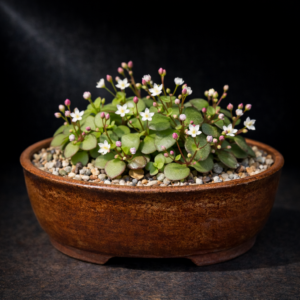 Crassula capensis var. promontorii (Crassula promontorii) - Cliff Cape Snowdrop - 10 Seed Pack