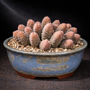 Crassula columella - Tiny Towers - 10 Seed Pack