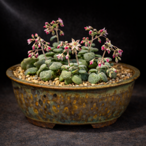 Crassula cordata (Crassula aitonii) - Heart-leaved Crassula - 10 Seed Pack