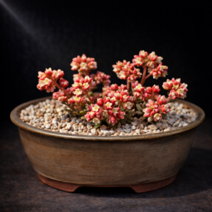 Crassula decumbens var. brachyphylla (Bulliarda brevifolia) - 10 Seed Pack