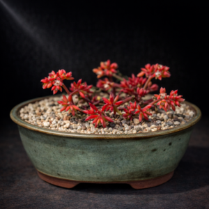 Crassula decumbens var. decumbens (Bulliarda trichotoma) - Spreading Crassula - 10 Seed Pack