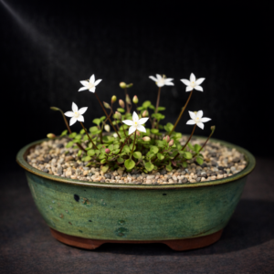 Crassula dentata (Crassula minima) - 10 Seed Pack