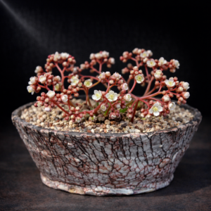 Crassula dodii - 10 Seed Pack