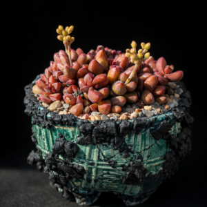 Crassula elegans ssp. elegans (Crassula corpusculariopsis) - 10 Seed Pack