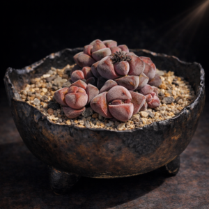 Crassula elegans ssp. namibensis - 10 Seed Pack