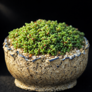 Crassula elsieae - 10 Seed Pack