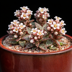 Crassula exilis ssp. cooperi (Cotyledon picturata) - 10 Seed Pack