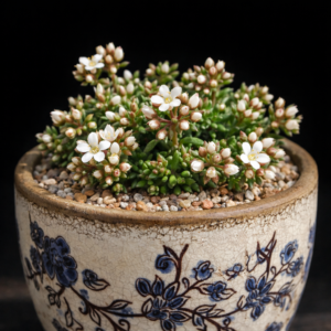 Crassula exilis ssp. sedifolia (Crassula bolusii) - 10 Seed Pack