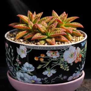 Crassula foveata - 10 Seed Pack