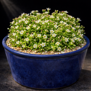 Crassula gemmifera - 10 Seed Pack