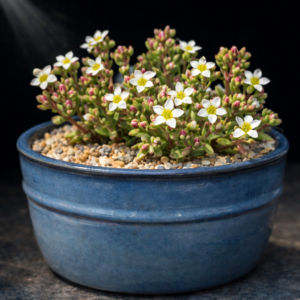 Crassula grammanthoides (Dinacria grammanthoides) - 10 Seed Pack