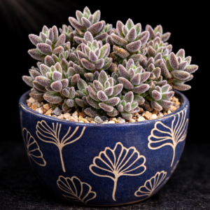 Crassula lanuginosa var. lanuginosa - 10 Seed Pack