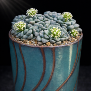Crassula mesembrianthemopsis (Crassula mesembrianthemopsis) - 10 Seed Pack