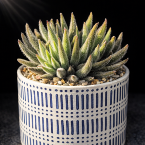 Crassula mesembryanthoides ssp. hispida (Sphaeritis paucifolia) - 10 Seed Pack