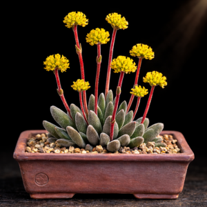 Crassula namaquensis ssp. lutea (Crassula lutea) - 10 Seed Pack