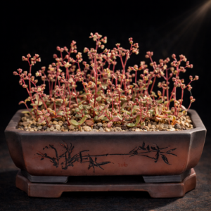 Crassula oblanceolata (Crassula lambertiana) - 10 Seed Pack