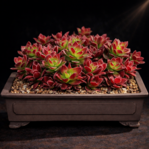 Crassula obtusa (Crassula jasminiana) - Jasmine Stonecrop - 10 Seed Pack