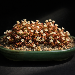 Crassula papillosa (Crassula limosa) - 10 Seed Pack