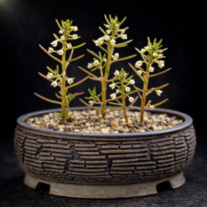 Crassula tuberella - 10 Seed Pack